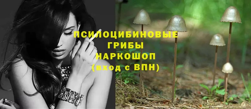 Галлюциногенные грибы Psilocybe  купить наркоту  Карабаново 